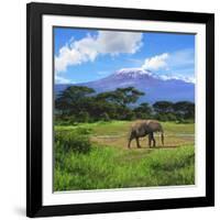 A Lone African Elephant (Loxodonta Africana) by Mt. Kilimanjaro, Amboseli Nat'l Park, Kenya-Miva Stock-Framed Photographic Print