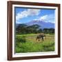 A Lone African Elephant (Loxodonta Africana) by Mt. Kilimanjaro, Amboseli Nat'l Park, Kenya-Miva Stock-Framed Photographic Print