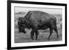 A Lone Bison Plods Through a Sudden Snowstorm in Grand Teton National Park, Wyoming-Jason J. Hatfield-Framed Photographic Print