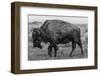 A Lone Bison Plods Through a Sudden Snowstorm in Grand Teton National Park, Wyoming-Jason J. Hatfield-Framed Photographic Print