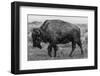 A Lone Bison Plods Through a Sudden Snowstorm in Grand Teton National Park, Wyoming-Jason J. Hatfield-Framed Photographic Print