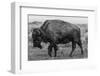 A Lone Bison Plods Through a Sudden Snowstorm in Grand Teton National Park, Wyoming-Jason J. Hatfield-Framed Photographic Print