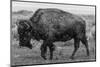 A Lone Bison Plods Through a Sudden Snowstorm in Grand Teton National Park, Wyoming-Jason J. Hatfield-Mounted Photographic Print