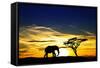 A Lone Elephant Africa-kesipun-Framed Stretched Canvas