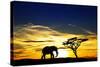 A Lone Elephant Africa-kesipun-Stretched Canvas