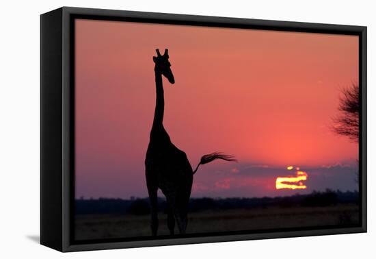 A Lone Giraffe in Silhouette Watches the Sun Set on the Horizon. Deception Valley, Botswana-Karine Aigner-Framed Stretched Canvas