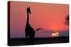 A Lone Giraffe in Silhouette Watches the Sun Set on the Horizon. Deception Valley, Botswana-Karine Aigner-Stretched Canvas