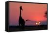 A Lone Giraffe in Silhouette Watches the Sun Set on the Horizon. Deception Valley, Botswana-Karine Aigner-Framed Stretched Canvas