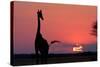 A Lone Giraffe in Silhouette Watches the Sun Set on the Horizon. Deception Valley, Botswana-Karine Aigner-Stretched Canvas