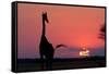 A Lone Giraffe in Silhouette Watches the Sun Set on the Horizon. Deception Valley, Botswana-Karine Aigner-Framed Stretched Canvas