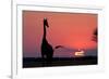 A Lone Giraffe in Silhouette Watches the Sun Set on the Horizon. Deception Valley, Botswana-Karine Aigner-Framed Photographic Print