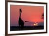 A Lone Giraffe in Silhouette Watches the Sun Set on the Horizon. Deception Valley, Botswana-Karine Aigner-Framed Photographic Print