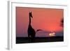 A Lone Giraffe in Silhouette Watches the Sun Set on the Horizon. Deception Valley, Botswana-Karine Aigner-Framed Photographic Print