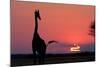 A Lone Giraffe in Silhouette Watches the Sun Set on the Horizon. Deception Valley, Botswana-Karine Aigner-Mounted Photographic Print