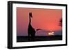 A Lone Giraffe in Silhouette Watches the Sun Set on the Horizon. Deception Valley, Botswana-Karine Aigner-Framed Photographic Print