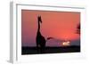 A Lone Giraffe in Silhouette Watches the Sun Set on the Horizon. Deception Valley, Botswana-Karine Aigner-Framed Photographic Print