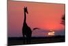 A Lone Giraffe in Silhouette Watches the Sun Set on the Horizon. Deception Valley, Botswana-Karine Aigner-Mounted Photographic Print