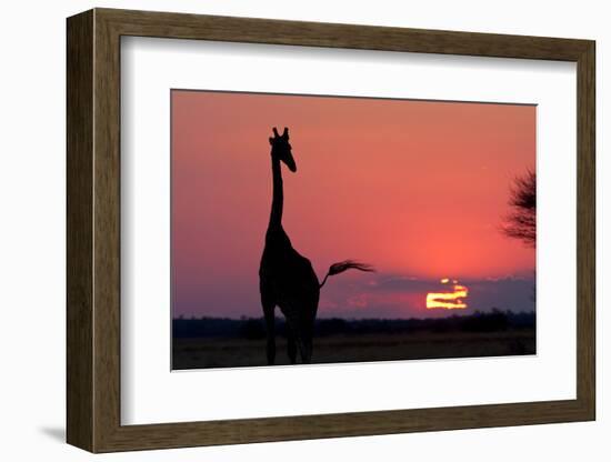 A Lone Giraffe in Silhouette Watches the Sun Set on the Horizon. Deception Valley, Botswana-Karine Aigner-Framed Photographic Print