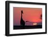 A Lone Giraffe in Silhouette Watches the Sun Set on the Horizon. Deception Valley, Botswana-Karine Aigner-Framed Photographic Print