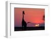 A Lone Giraffe in Silhouette Watches the Sun Set on the Horizon. Deception Valley, Botswana-Karine Aigner-Framed Photographic Print