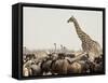 A Lone Giraffe Stands Tall at a Waterhole, Etosha National Park, Namibia, Africa-Wendy Kaveney-Framed Stretched Canvas