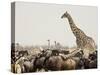 A Lone Giraffe Stands Tall at a Waterhole, Etosha National Park, Namibia, Africa-Wendy Kaveney-Stretched Canvas