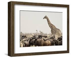 A Lone Giraffe Stands Tall at a Waterhole, Etosha National Park, Namibia, Africa-Wendy Kaveney-Framed Photographic Print