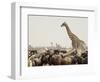 A Lone Giraffe Stands Tall at a Waterhole, Etosha National Park, Namibia, Africa-Wendy Kaveney-Framed Photographic Print