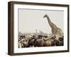 A Lone Giraffe Stands Tall at a Waterhole, Etosha National Park, Namibia, Africa-Wendy Kaveney-Framed Photographic Print