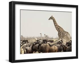 A Lone Giraffe Stands Tall at a Waterhole, Etosha National Park, Namibia, Africa-Wendy Kaveney-Framed Photographic Print