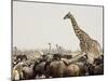 A Lone Giraffe Stands Tall at a Waterhole, Etosha National Park, Namibia, Africa-Wendy Kaveney-Mounted Photographic Print