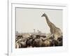 A Lone Giraffe Stands Tall at a Waterhole, Etosha National Park, Namibia, Africa-Wendy Kaveney-Framed Photographic Print