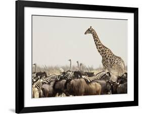 A Lone Giraffe Stands Tall at a Waterhole, Etosha National Park, Namibia, Africa-Wendy Kaveney-Framed Photographic Print