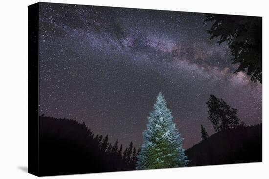 A Lone Lit Pine Tree Glows under the Arch of the Milky Way-null-Stretched Canvas
