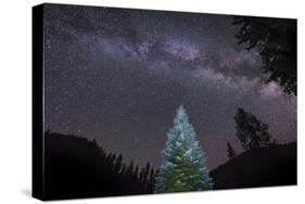 A Lone Lit Pine Tree Glows under the Arch of the Milky Way-null-Stretched Canvas