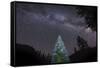 A Lone Lit Pine Tree Glows under the Arch of the Milky Way-null-Framed Stretched Canvas