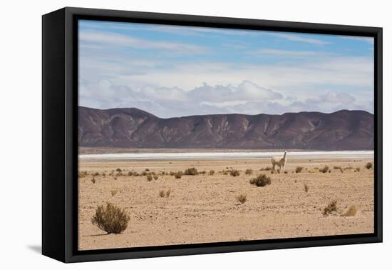 A Lone Llama Stands in a Desert Near the Salar De Uyuni-Alex Saberi-Framed Stretched Canvas