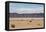 A Lone Llama Stands in a Desert Near the Salar De Uyuni-Alex Saberi-Framed Stretched Canvas