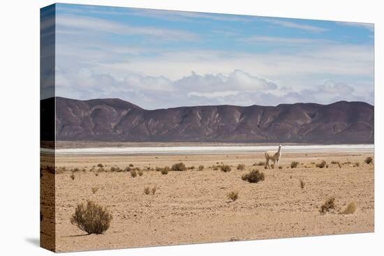 A Lone Llama Stands in a Desert Near the Salar De Uyuni-Alex Saberi-Stretched Canvas