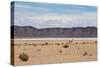 A Lone Llama Stands in a Desert Near the Salar De Uyuni-Alex Saberi-Stretched Canvas