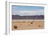 A Lone Llama Stands in a Desert Near the Salar De Uyuni-Alex Saberi-Framed Photographic Print