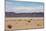 A Lone Llama Stands in a Desert Near the Salar De Uyuni-Alex Saberi-Mounted Photographic Print