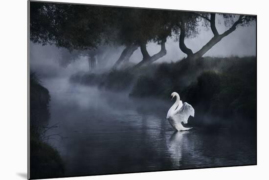 A Lone Mute Swan Stretches its Wings in Richmond Park-Alex Saberi-Mounted Photographic Print