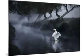 A Lone Mute Swan Stretches its Wings in Richmond Park-Alex Saberi-Mounted Photographic Print