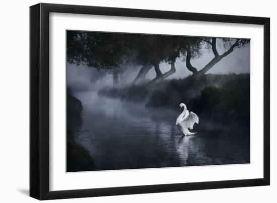 A Lone Mute Swan Stretches its Wings in Richmond Park-Alex Saberi-Framed Premium Photographic Print