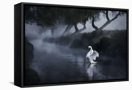 A Lone Mute Swan Stretches its Wings in Richmond Park-Alex Saberi-Framed Stretched Canvas