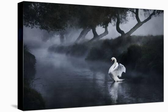 A Lone Mute Swan Stretches its Wings in Richmond Park-Alex Saberi-Stretched Canvas