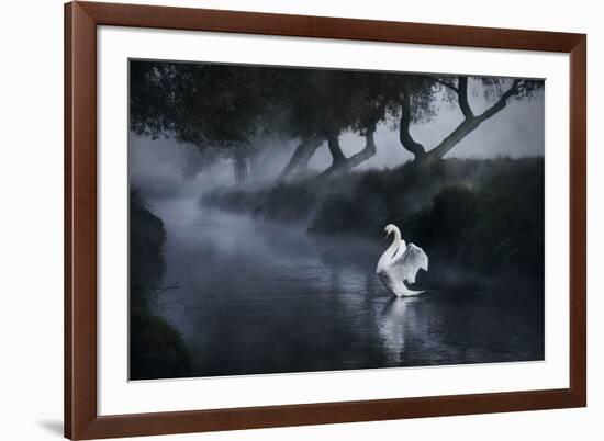A Lone Mute Swan Stretches its Wings in Richmond Park-Alex Saberi-Framed Photographic Print