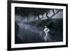 A Lone Mute Swan Stretches its Wings in Richmond Park-Alex Saberi-Framed Photographic Print