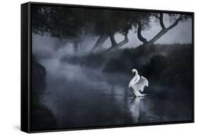 A Lone Mute Swan Stretches its Wings in Richmond Park-Alex Saberi-Framed Stretched Canvas